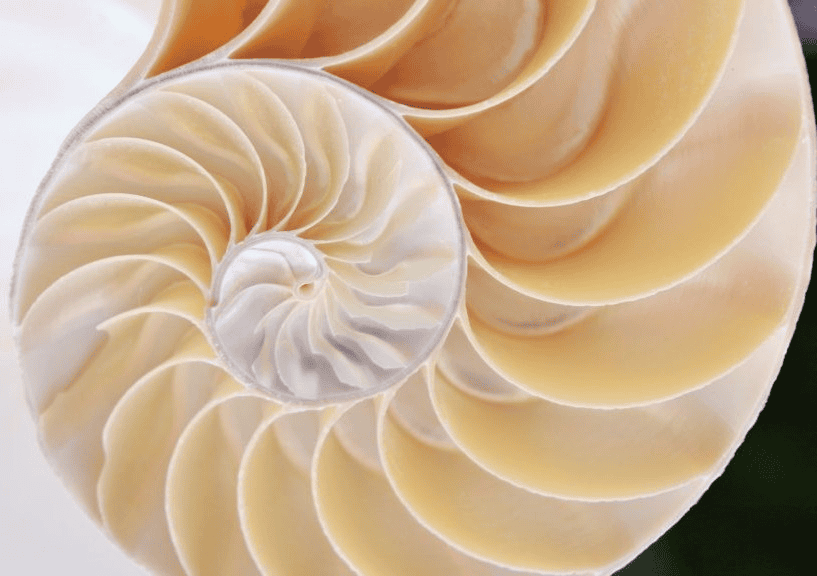 Deeper Layers nautilus emblem
